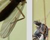Chironominae inconnu